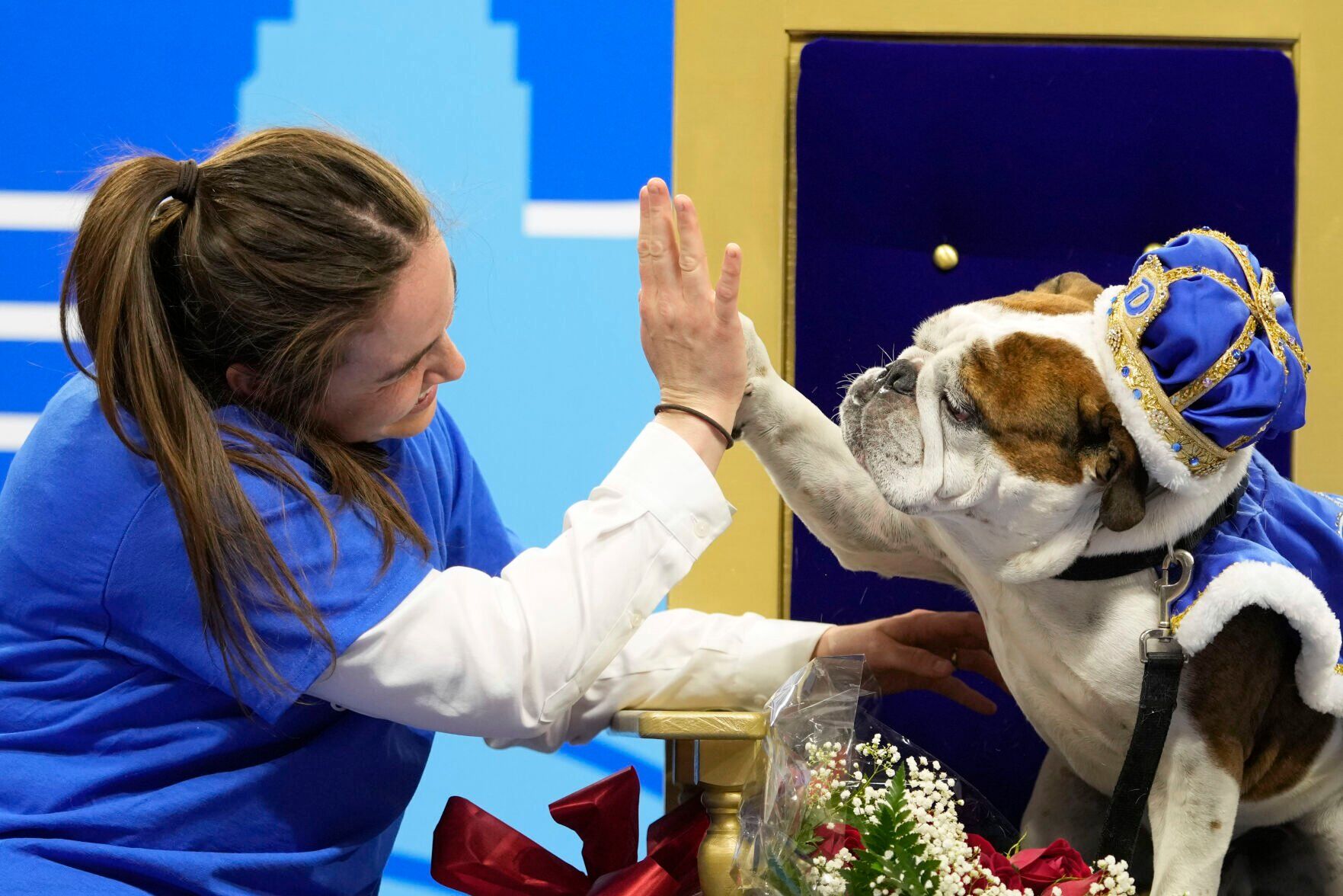 APTOPIX Beautiful Bulldogs